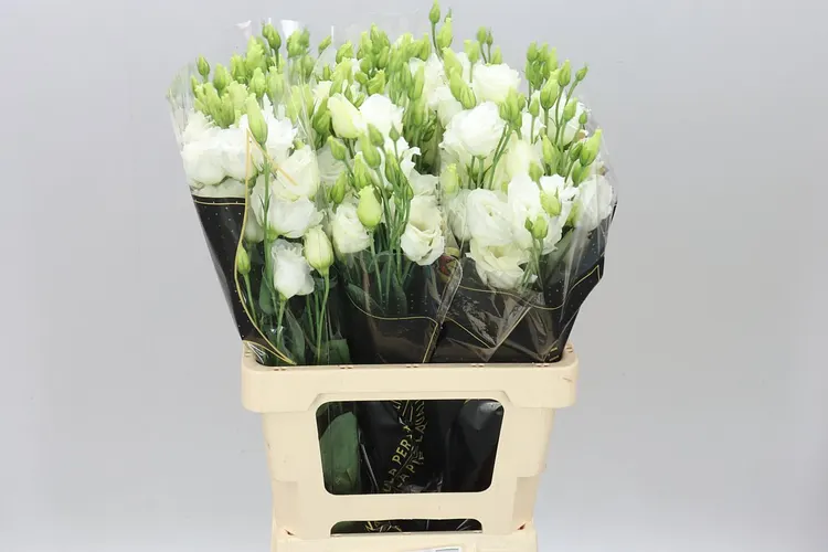 Eustóma plnokvetá Prime White 72 cm