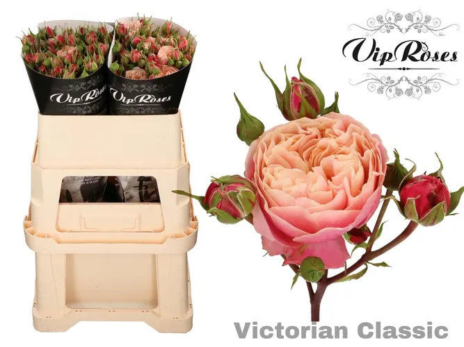 R Tr Victor Classic@ 70 cm