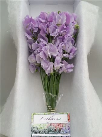 Hrachor Lilac Box 35 cm