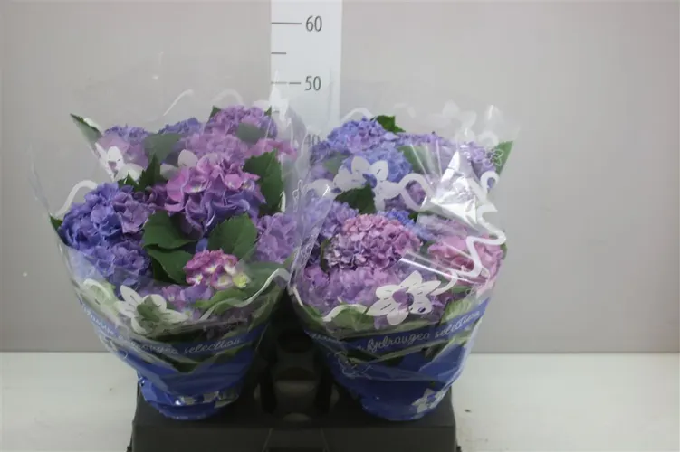 Hortenzia črepníková Blauer Zwerg 8+ črepník 14 cm
