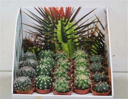 Guľatý kaktus mix Showdoos črepník 5,5 cm
