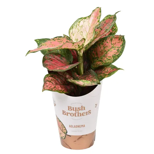 Aglaonema Spotted Star črepník 12 cm