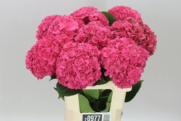 Hortenzia Glow Alps 60 cm