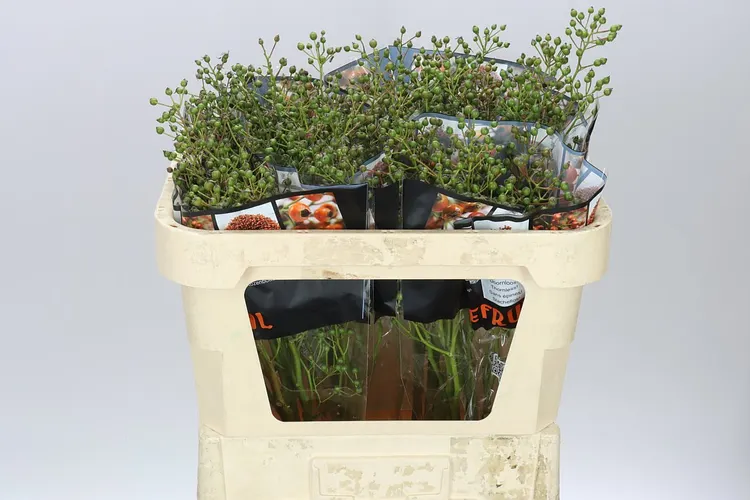Rozenbottel Autumn Rosefruits Green 70 cm
