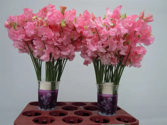 Lathyrus Pink (pink) 35 cm