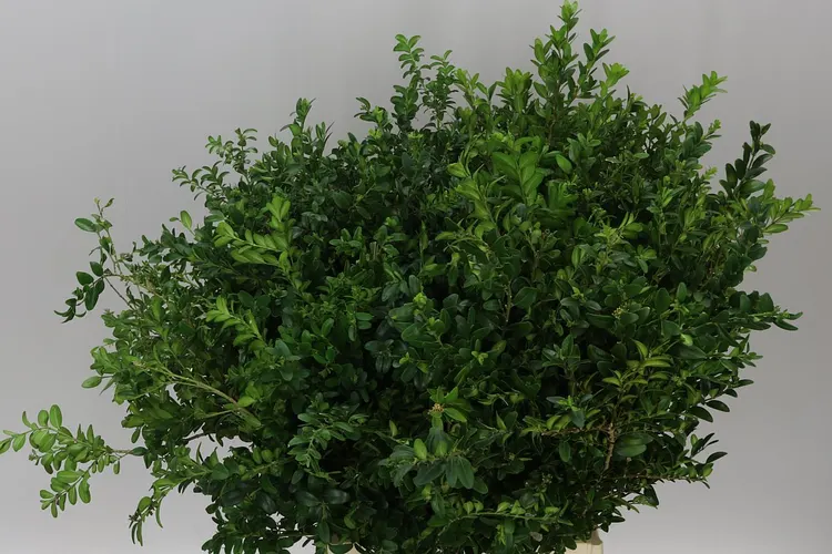 Buxus Per Bos 55 cm