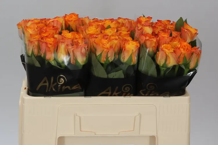 Rosa Gr Marie-claire! Ex 50 cm