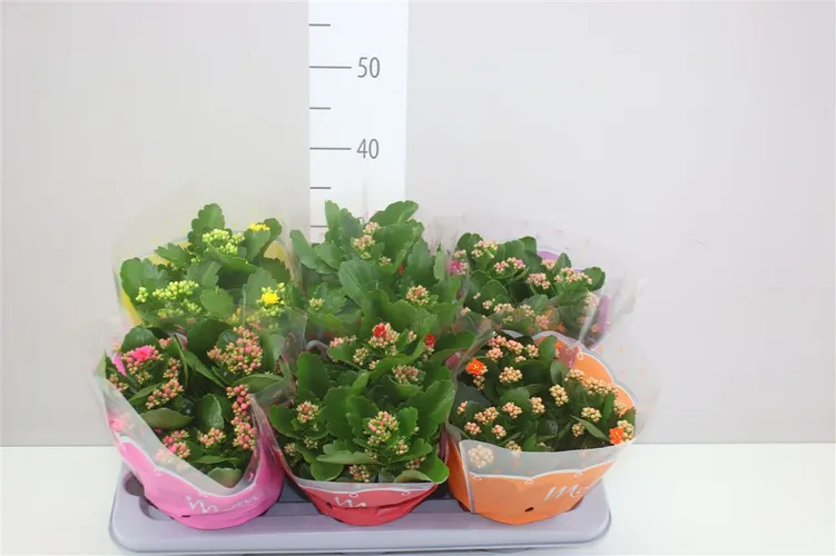 Kalanchoe Calandiva Mix črepník 15 cm