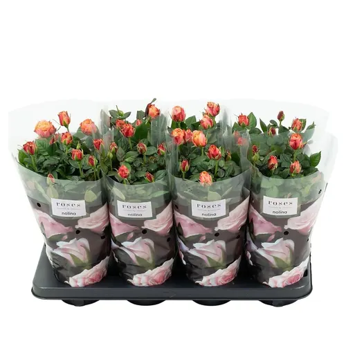 Rosa Patio Oranje črepník 13 cm