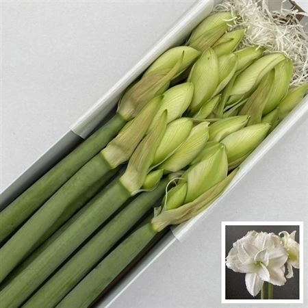 Amarylis Dg Wimbledon 75 cm