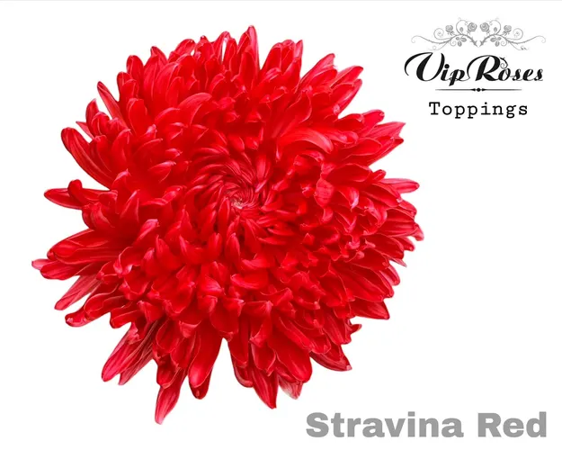 Chr G Stravina Red 65 cm