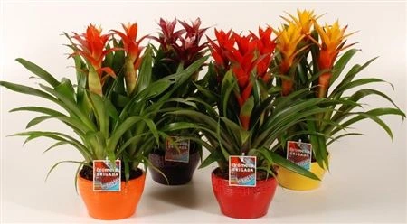 Guzmania mix 3pp v keramike Elle črepník 16 cm