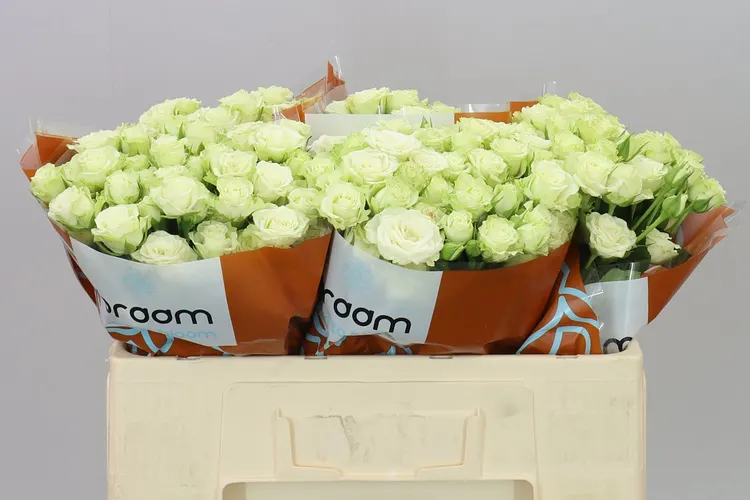 Rosa Tr Green Glow 50 cm