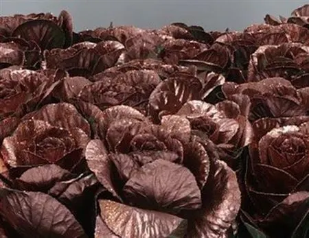 Brassica Painted Copper Glitter 60 cm