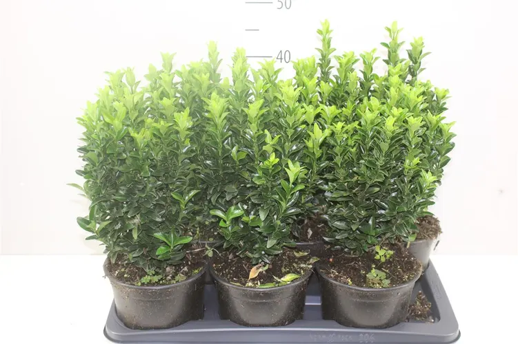 Euonymus Japonicus Green Spire črepník 17 cm