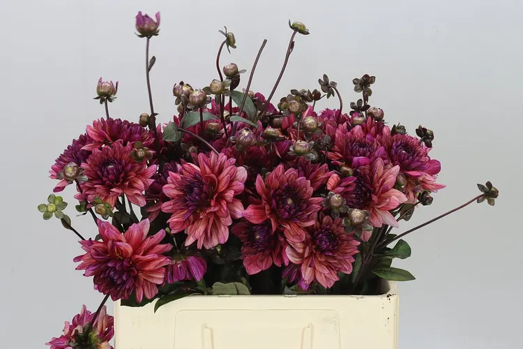 Dahlia Molly Raven 60 cm