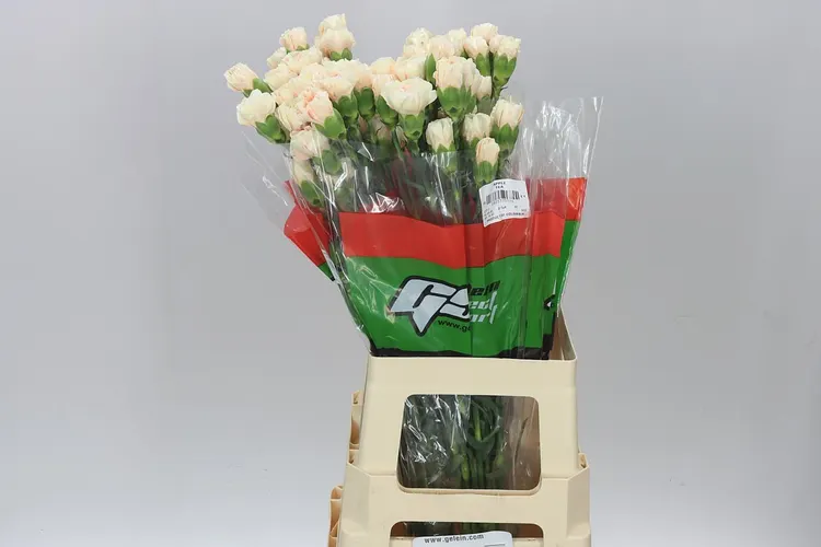 Karafiát Apple Tea 70 cm