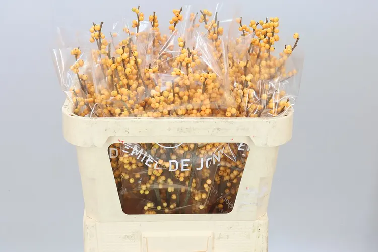 Ilex Golden Verboom 70 cm