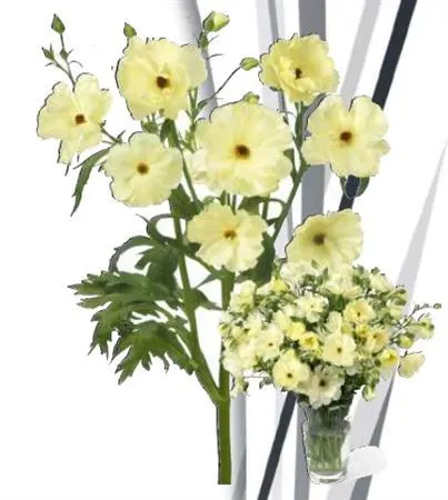 Ranuncul Butterfly Litai 70 cm