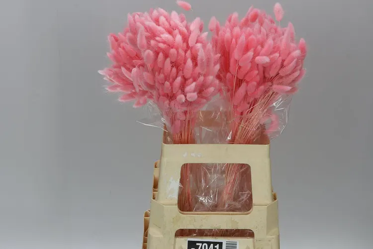 Dried Lagurus Pink 60 cm