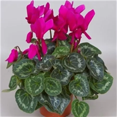 Cyclamen Gr Purple črepník 13 cm