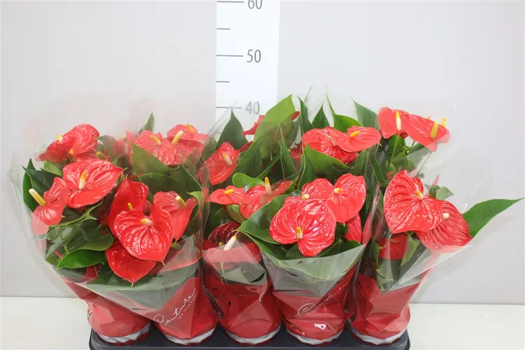 Antúrium Esudo črepník 12 cm