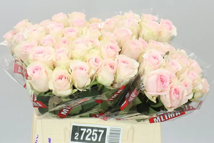 Ruža Sweet Revival 40 cm
