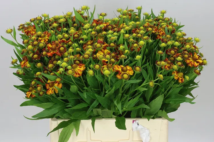Helenium Autumn Fire 60 cm