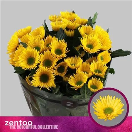 Chr T Korona 70 cm