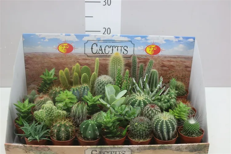 Cactus Gemengd črepník 6,5 cm