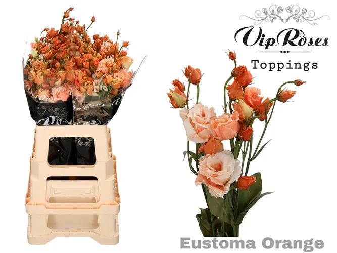 Eustóma plnokvetá Alissa ostatné Orange 75 cm