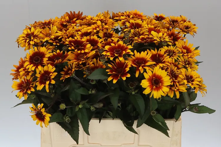 Heliopsis Colo Wave Gem 55 cm