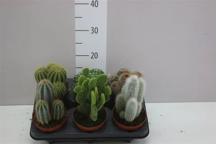 Cactus Gemengd črepník 12 cm