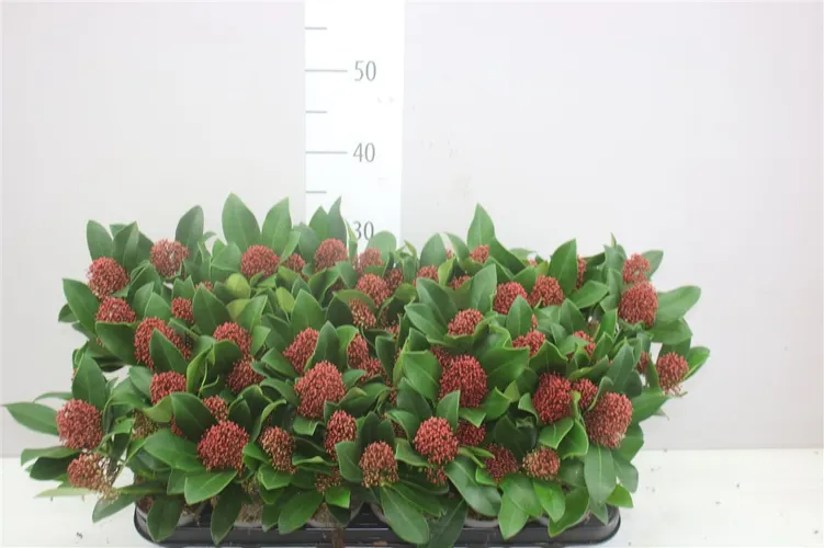 Skimmia Jap Rubella 4+ črepník 9 cm