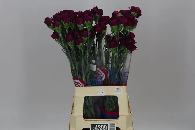 Di St Col. Purple 70 cm