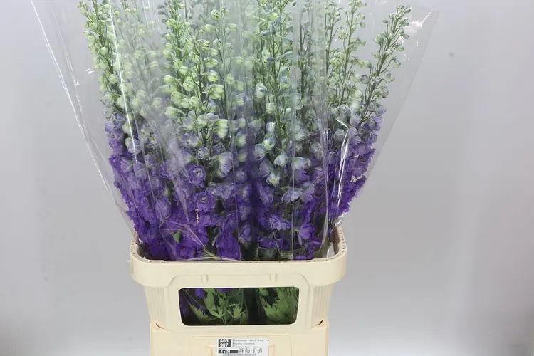 Stračonôžka Elatum Purple Heart 100 cm