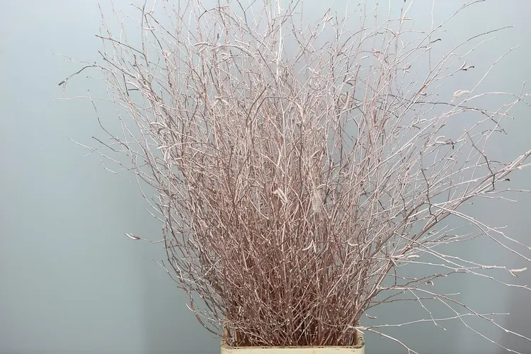 Berk Champange 120 cm