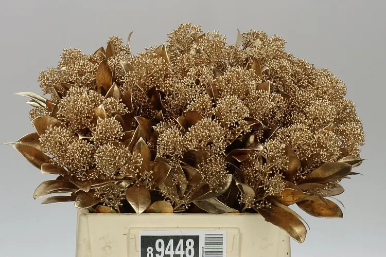 Skimmia farbená Gold Old Antique 45 cm