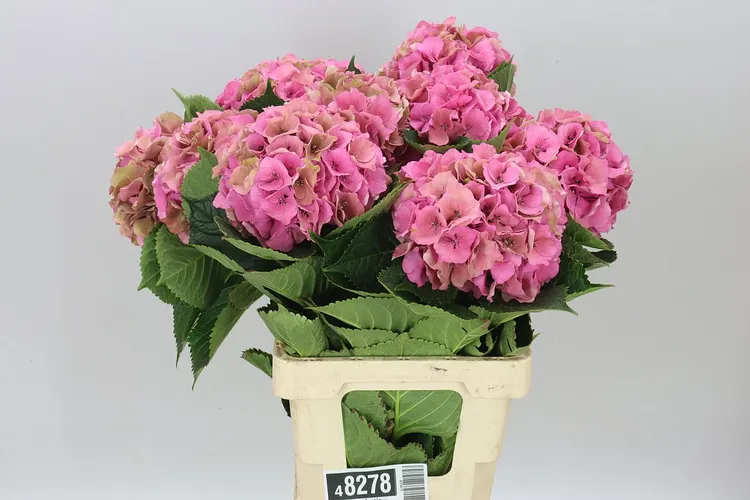Hyd Palace Classic 60 cm