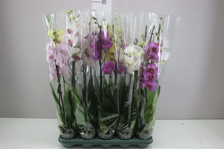 Orchidea Phalaenopsis mix 18+ Mimesis, 2 výhony črepník 12 cm