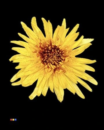 Chryzantéma veľkokvetá Anastasia Sunny Sparkling Red 70 cm