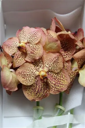 Vanda Leopard Tangerin