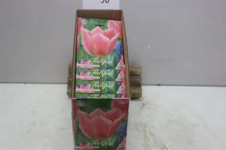 Bol Tulp Fosteriana Albert Heijn X7