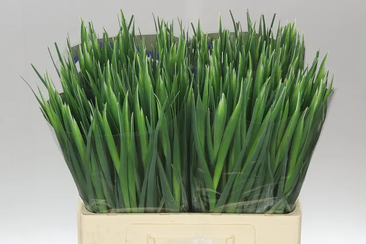 Iris Blue Magic 66 cm