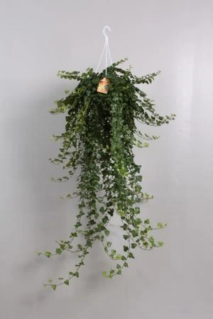 Brečtan Wonder, závesný črepník črepník 17 cm