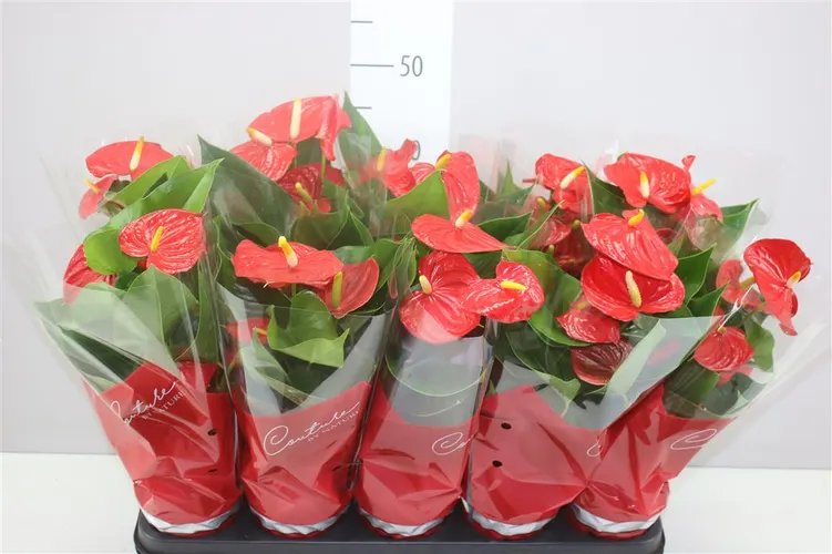 Antúrium Esudo črepník 12 cm