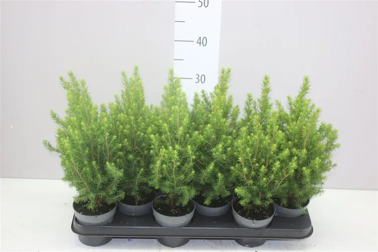 Picea Glauca Magnifique črepník 10 cm
