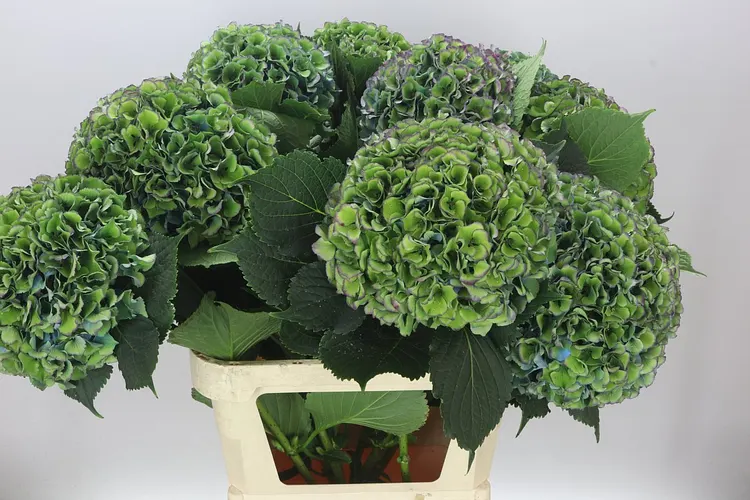 Hyd Parade Classic 90 cm