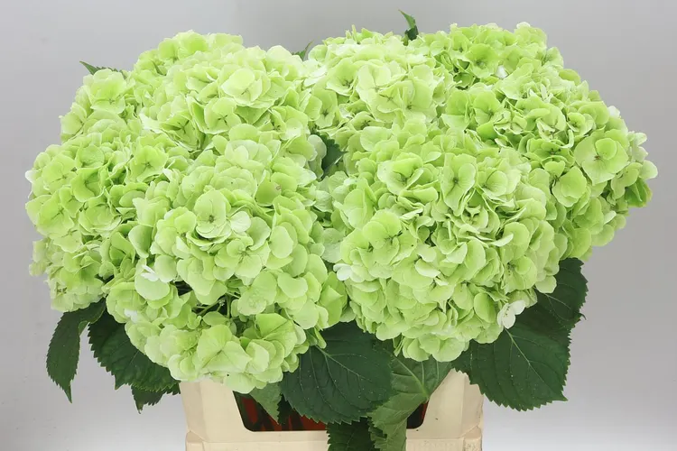 Hyd Verena Green Lime Classic 80 cm