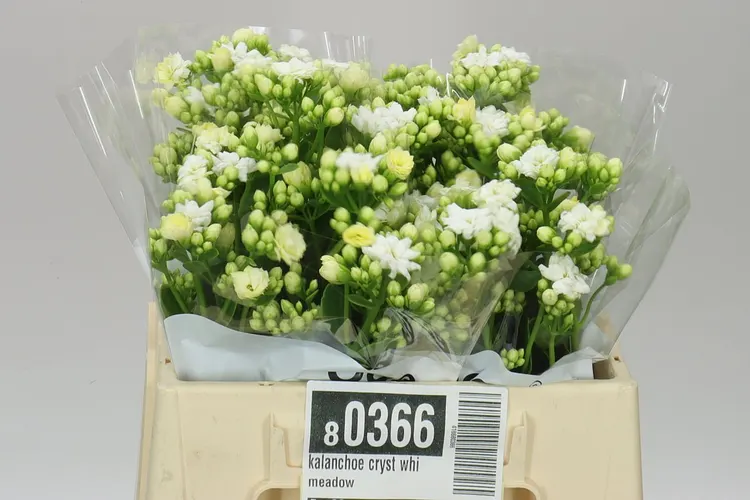 Kalanchoe Cryst Whi Meadow 40 cm
